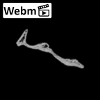 DV14-164 Homo sapiens cranium fragment ct stack movie