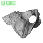 DV14-164 Homo sapiens cranium fragment ply