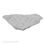 DV14-165 Homo sapiens cranium fragment view 1