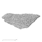 DV14-165 Homo sapiens cranium fragment view 2