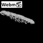 DV14-165 Homo sapiens cranium fragment ct stack movie