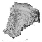 DV14-166 Homo sapiens cranium fragment view 1