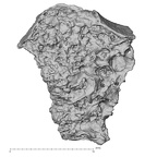DV14-166 Homo sapiens cranium fragment view 2
