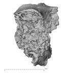 DV14-166 Homo sapiens cranium fragment view 3
