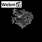 DV14-166 Homo sapiens cranium fragment ct stack movie