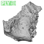 DV14-166 Homo sapiens cranium fragment ply