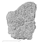 DV14-167 Homo sapiens cranium fragment view 2