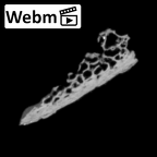DV14-168 Homo sapiens cranium fragment ct stack movie