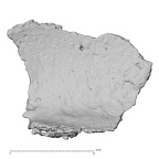 DV14-169 Homo sapiens cranium fragment view 1