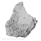 DV14-169 Homo sapiens cranium fragment view 2