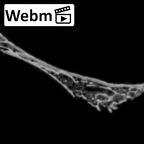 DV14-169 Homo sapiens cranium fragment ct stack movie