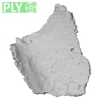 DV14-169 Homo sapiens cranium fragment ply