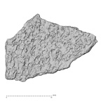 DV14-170 Homo sapiens cranium fragment view 2