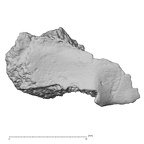DV14-171 Homo sapiens cranium fragment view 1