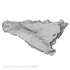 DV14-172 Homo sapiens cranium fragment view 2