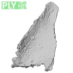 DV14-172 Homo sapiens cranium fragment ply