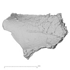 DV14-173 Homo sapiens cranium fragment view 1
