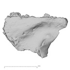 DV14-173 Homo sapiens cranium fragment view 2