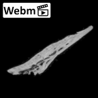 DV14-174 Homo sapiens cranium fragment ct stack movie