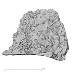 DV14-175 Homo sapiens cranium fragment view 2