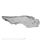 DV14-175 Homo sapiens cranium fragment view 3