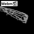 DV14-175 Homo sapiens cranium fragment ct stack movie