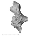 DV14-176 H. sapiens cranium fragment