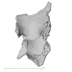 DV14-177 Homo sapiens cranium fragment view 1
