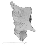 DV14-177 Homo sapiens cranium fragment view 2