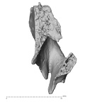 DV14-177 Homo sapiens cranium fragment view 3