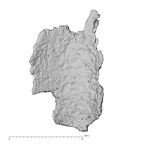 DV14-178 Homo sapiens cranium fragment view 1