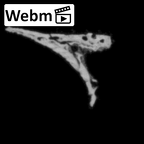 DV14-178 Homo sapiens cranium fragment ct stack movie