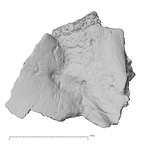 DV14-179 Homo sapiens cranium fragment view 2