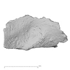 DV14-180a Homo sapiens cranium fragment view 2