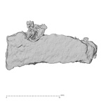 DV14-180e Homo sapiens cranium fragment view 1