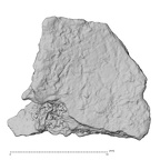 DV14-180g Homo sapiens cranium fragment view 2