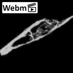 DV14-180g Homo sapiens cranium fragment ct stack movie