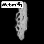 DV14-180h Homo sapiens cranium fragment ct stack movie