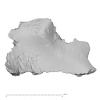 DV14-180j Homo sapiens cranium fragment view 1