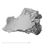 DV14-180j Homo sapiens cranium fragment view 2