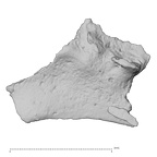 DV14-180k Homo sapiens cranium fragment view 1
