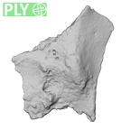 DV14-180k Homo sapiens cranium fragment ply