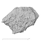DV14-180o Homo sapiens cranium fragment view 2