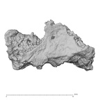DV14-180q Homo sapiens cranium fragment view 2