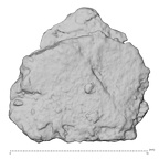 DV14-180r H. sapiens cranium fragment