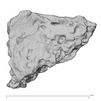 DV14-180u Homo sapiens cranium fragment view 2