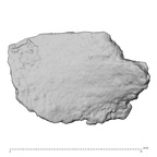 DV14-180v H. sapiens cranium fragment
