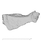 DV14-180w Homo sapiens cranium fragment view 1