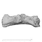 DV14-180w Homo sapiens cranium fragment view 2