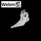 DV14-180w Homo sapiens cranium fragment ct stack movie